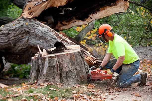 Best Tree Trimming and Pruning  in North Bend, WA